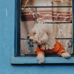 Интерфейс игрового автомата The Dog House с игровым полем и символами